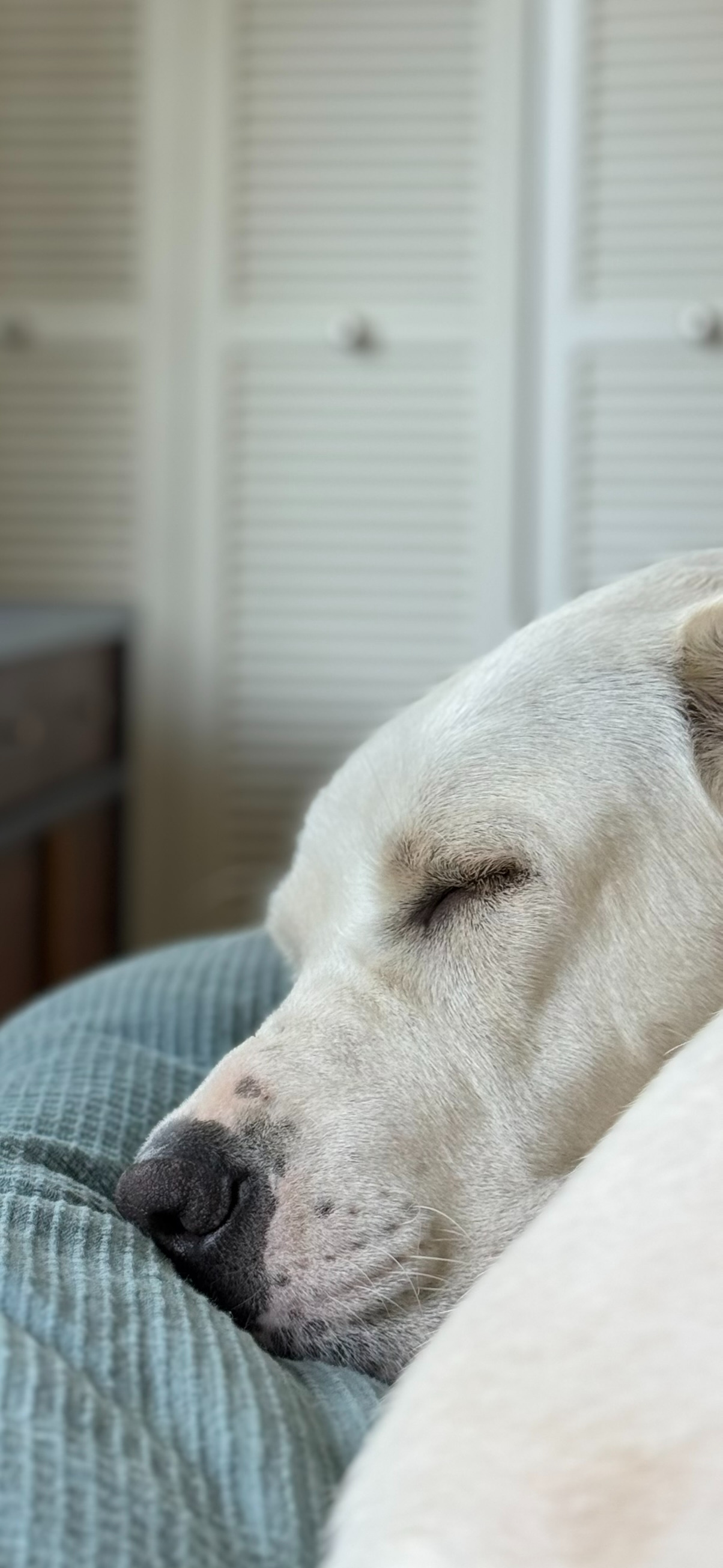 Sleeping Beauty