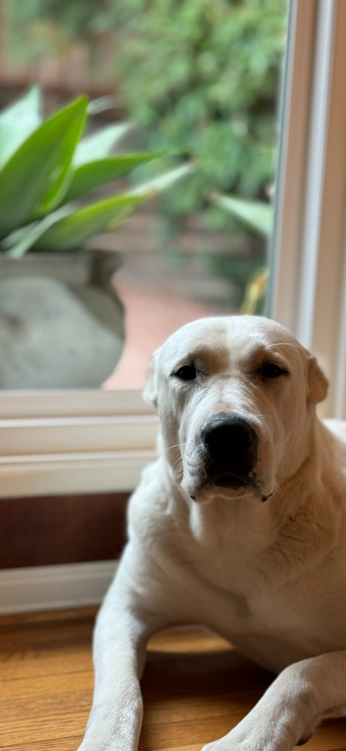 The Gentle Polar Bear