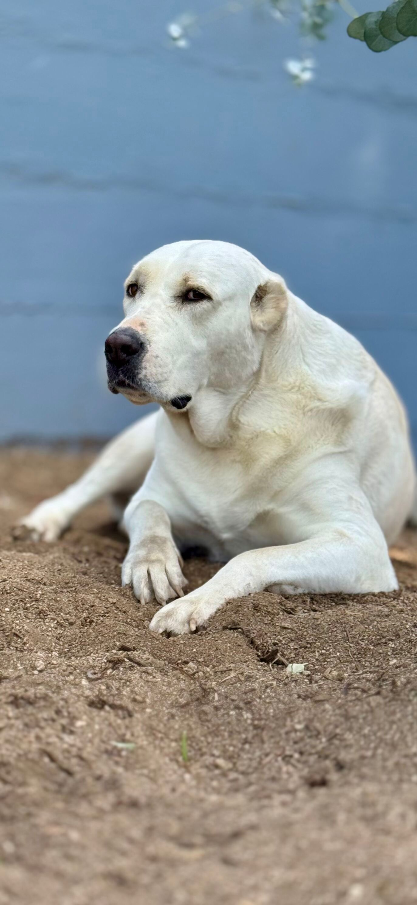 Side Eye