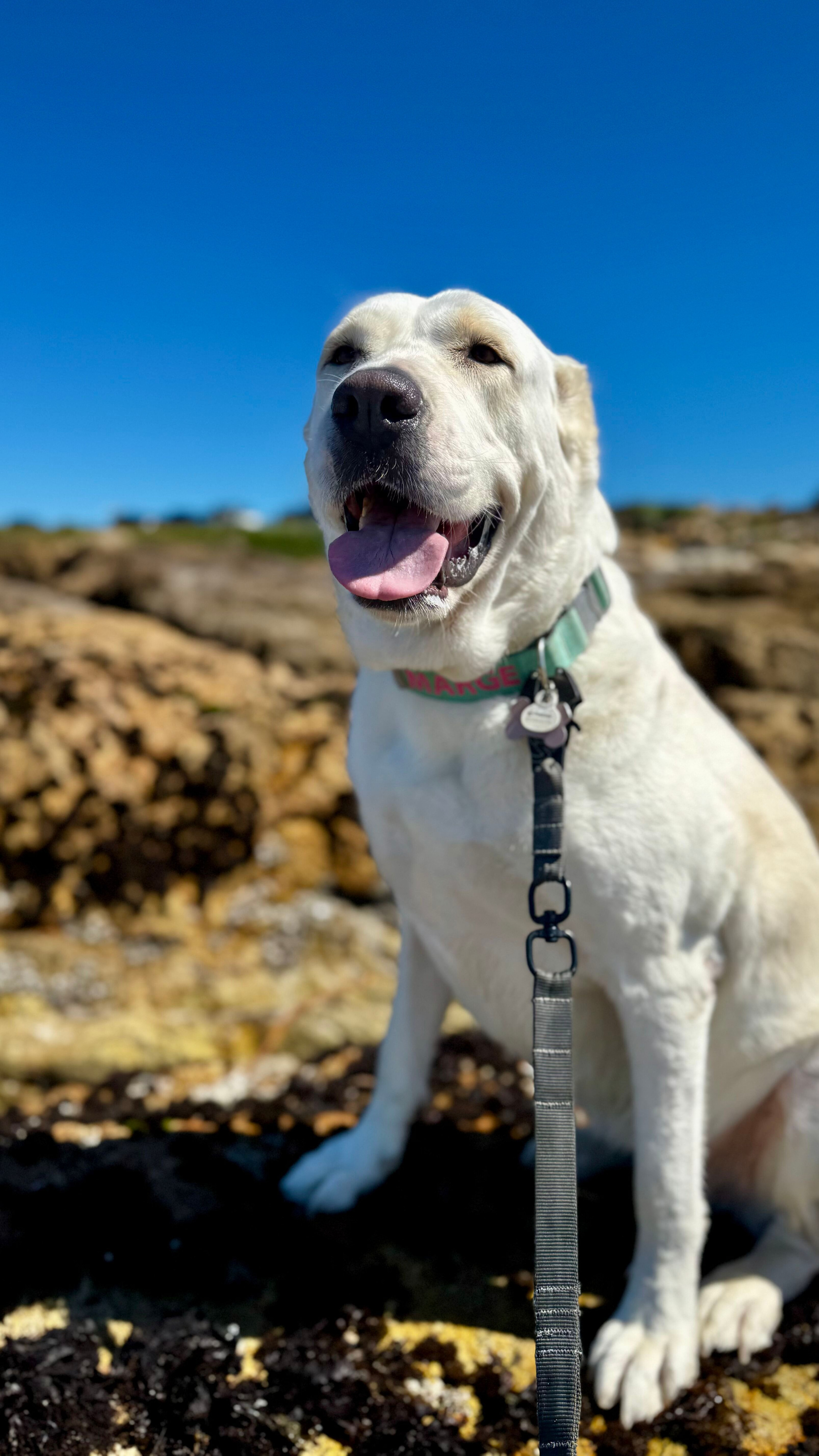 Tidepool Tour Guide