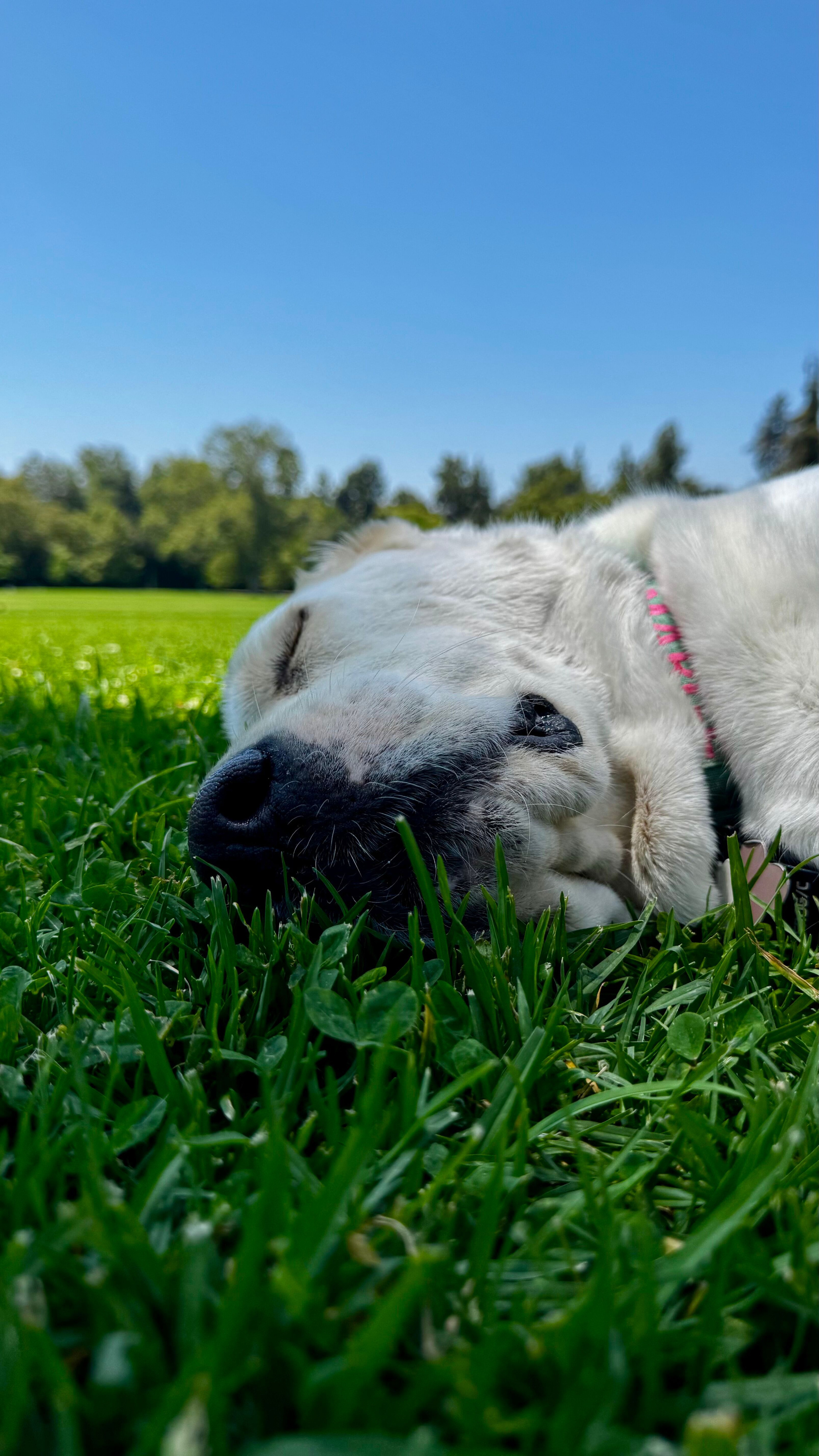 Lawn Log