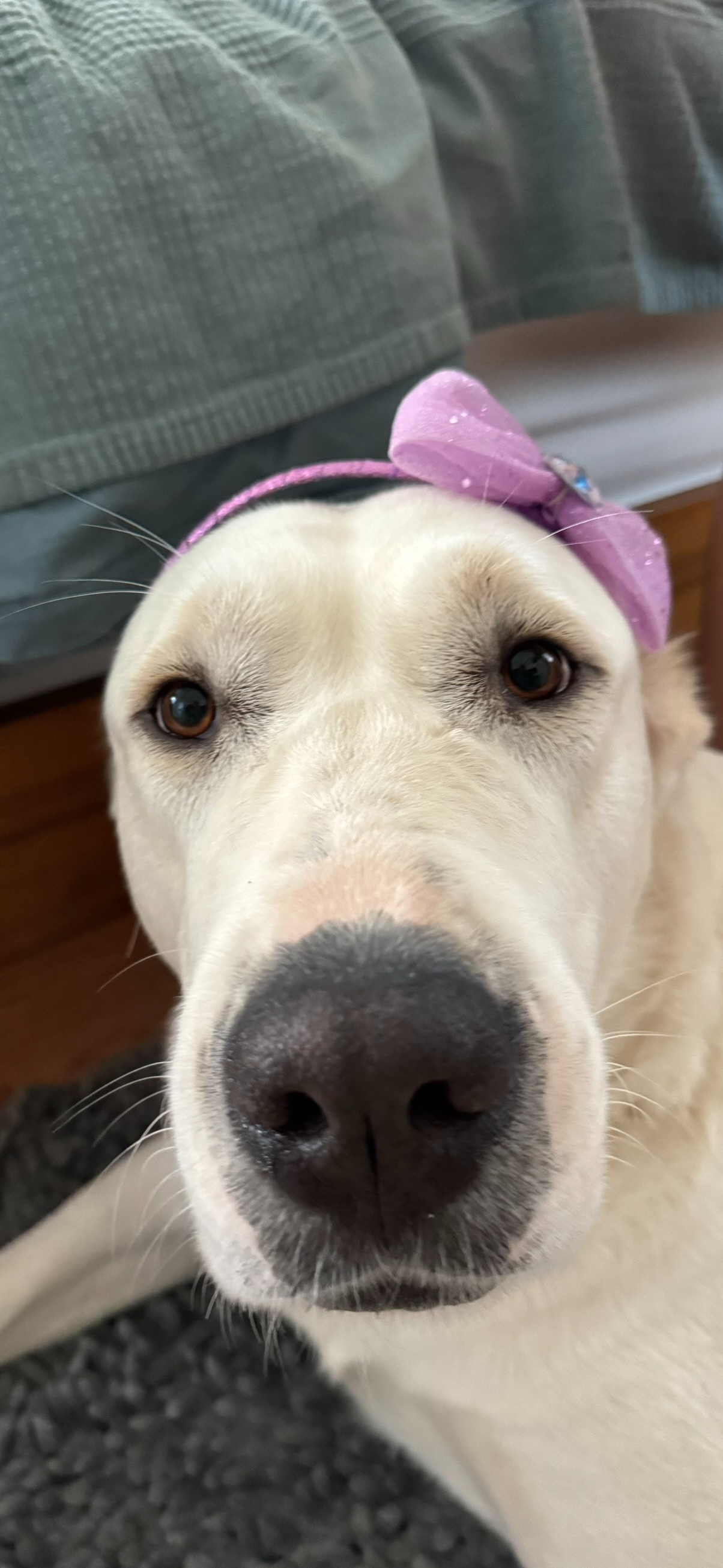 Bow-Wow