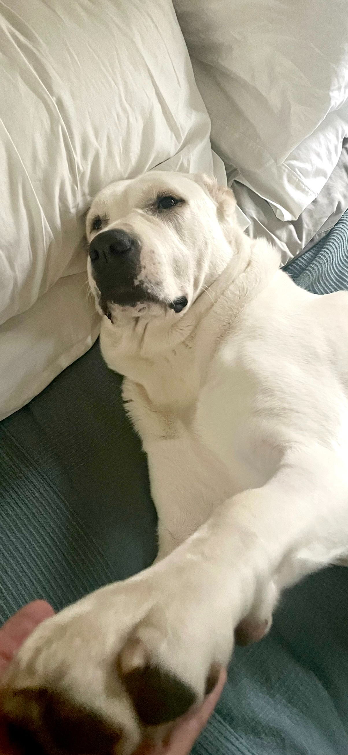 Pawfect