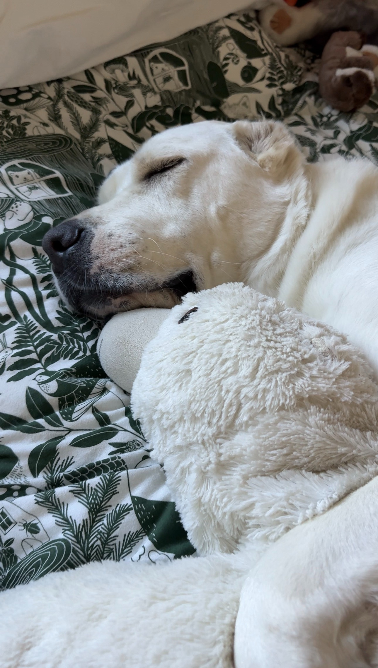 Polar Bear Naps