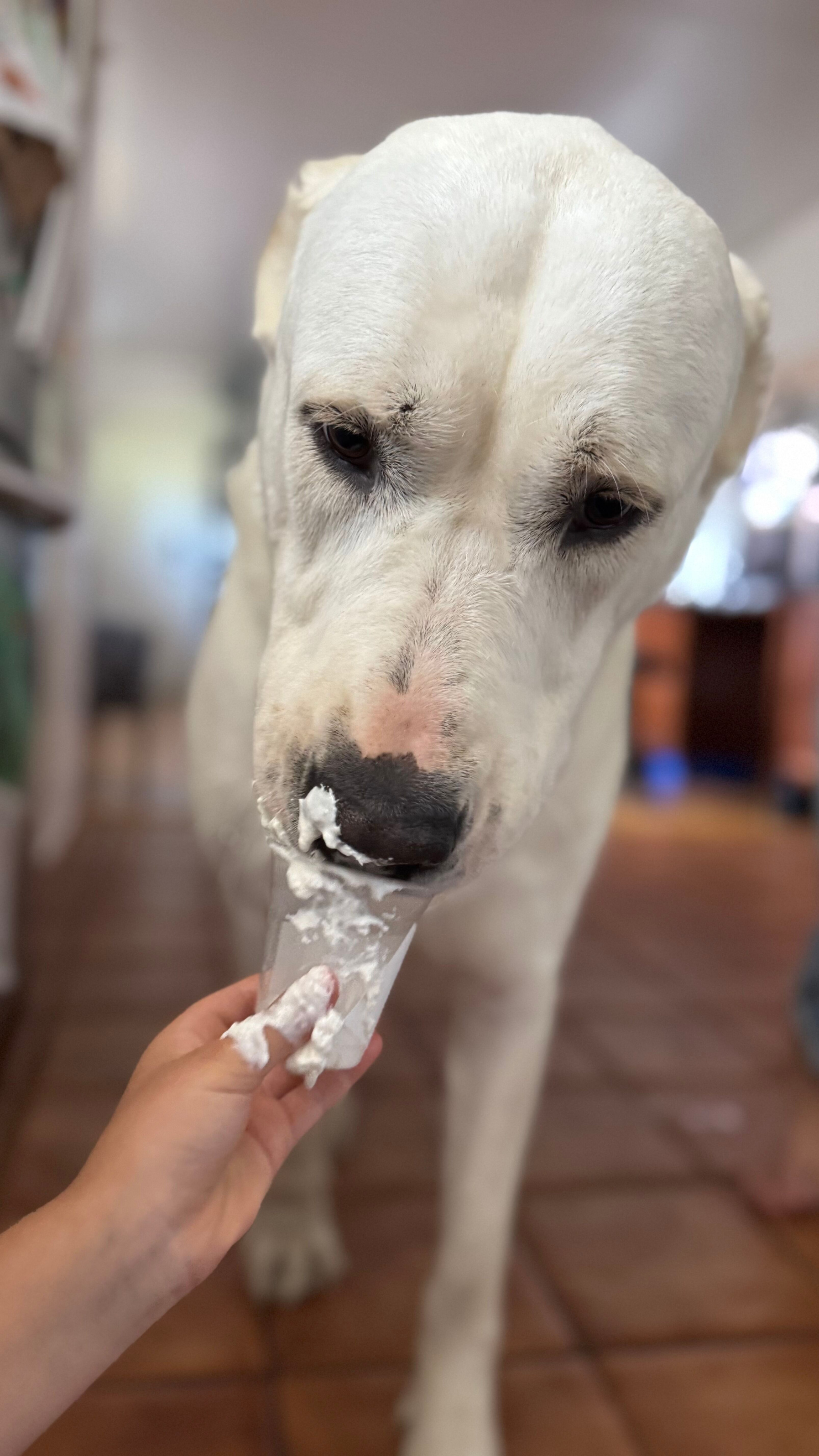 Pup Cup